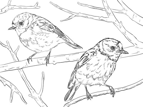 Australian Scarlet Robins Coloring Page